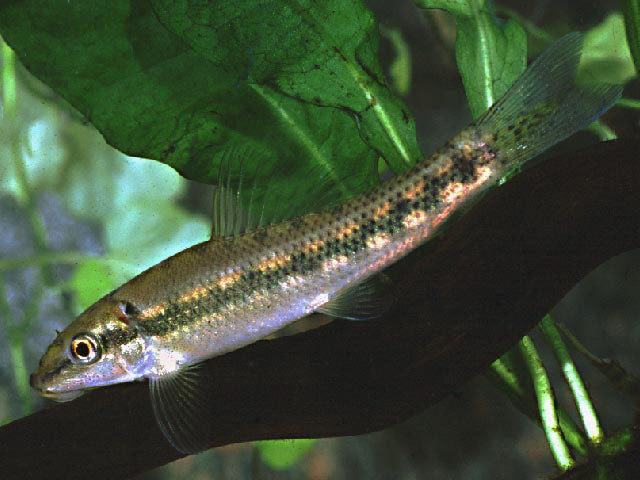 Chinese Algae Eater