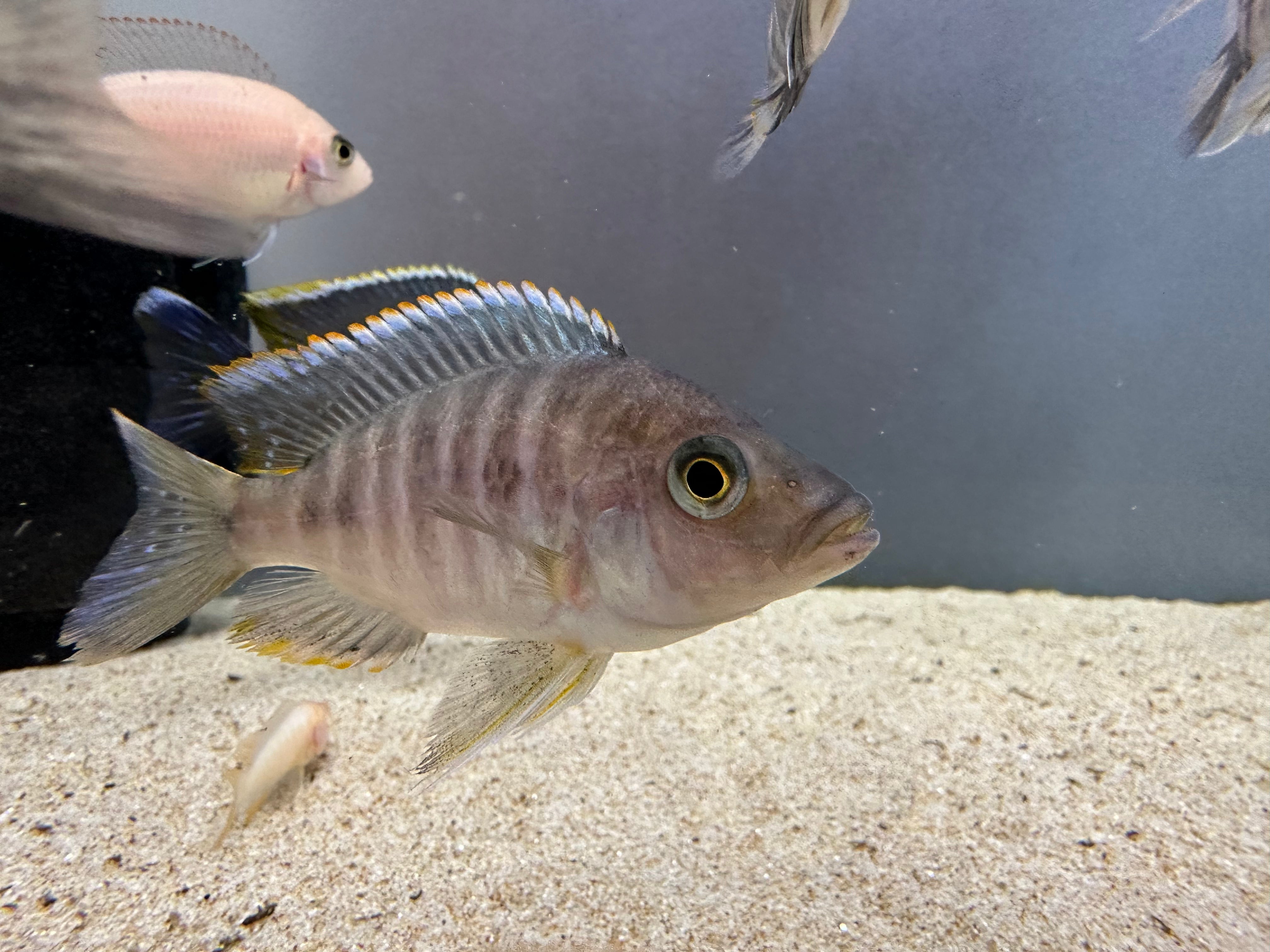 B Grade Assorted African Male Cichlid