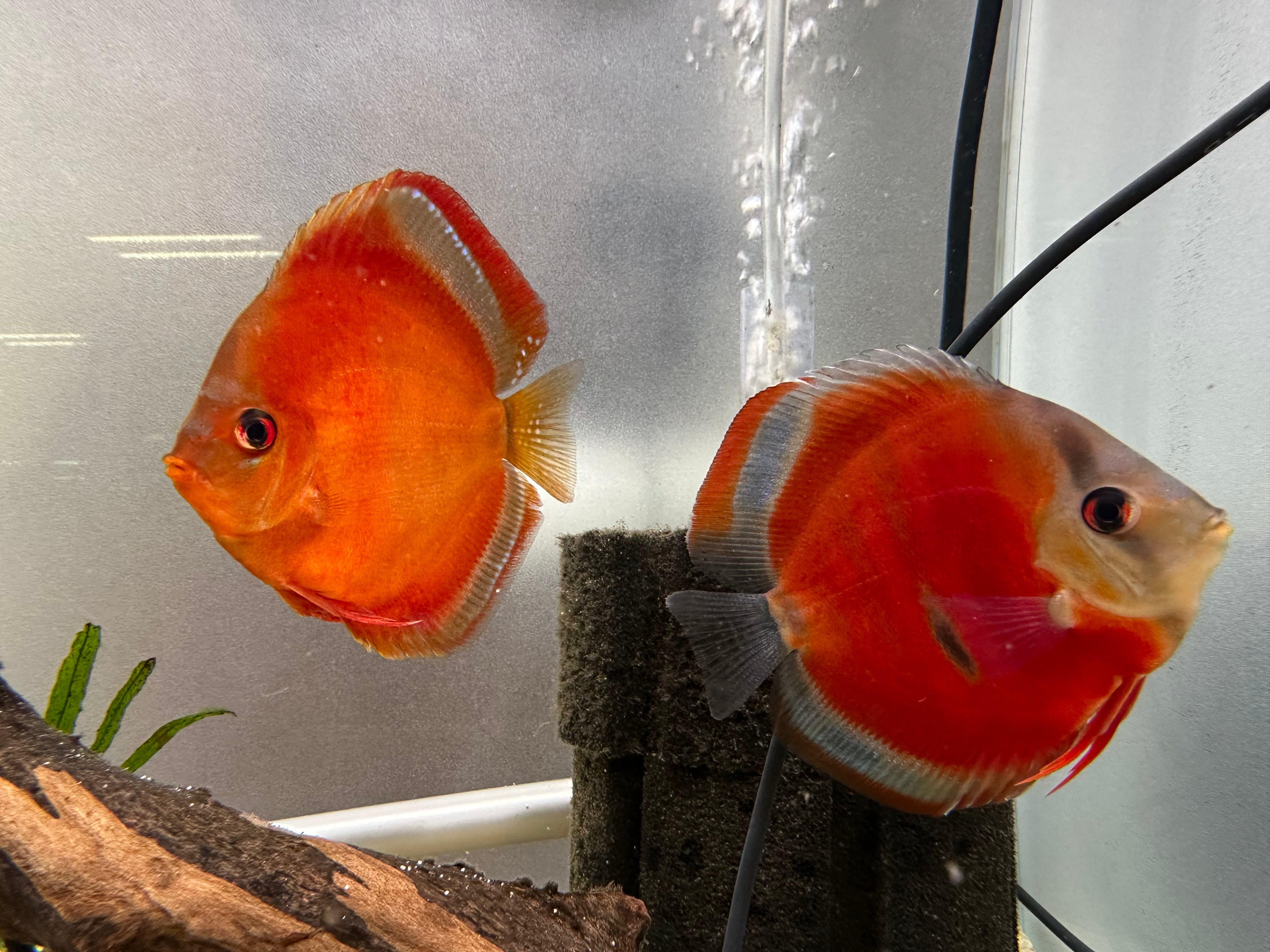 Blue Rim Red Discus Mated Pair