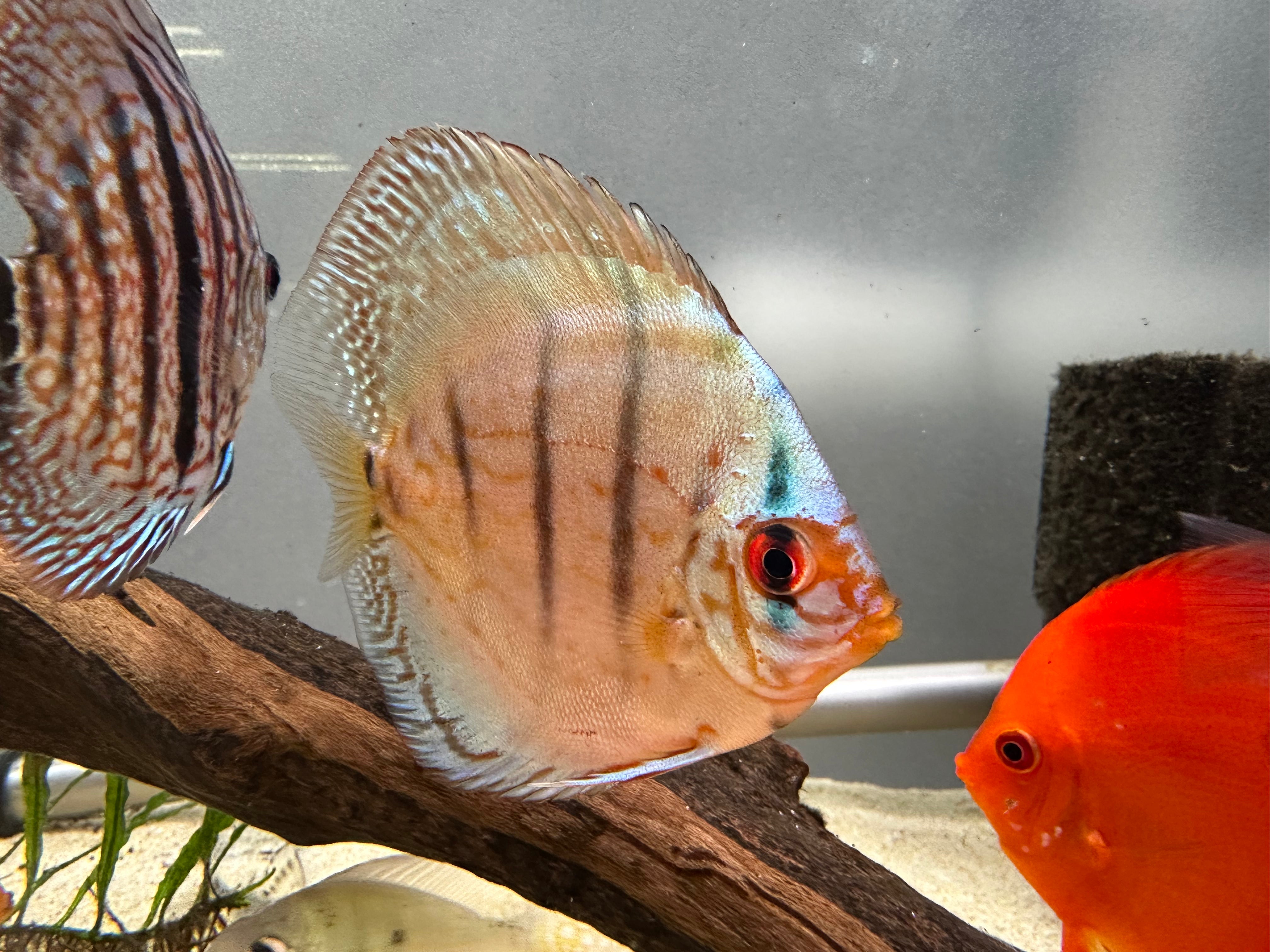 Cobalt Blue Discus
