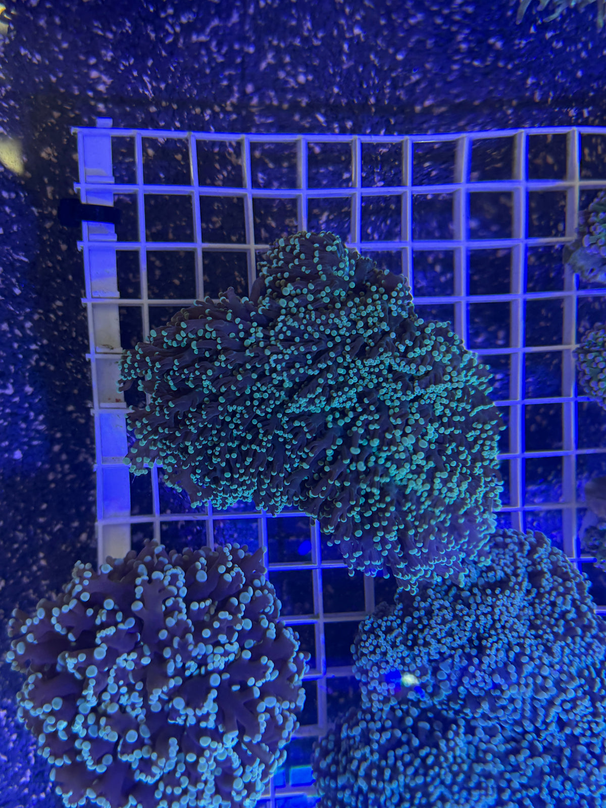 Green Frogspawn