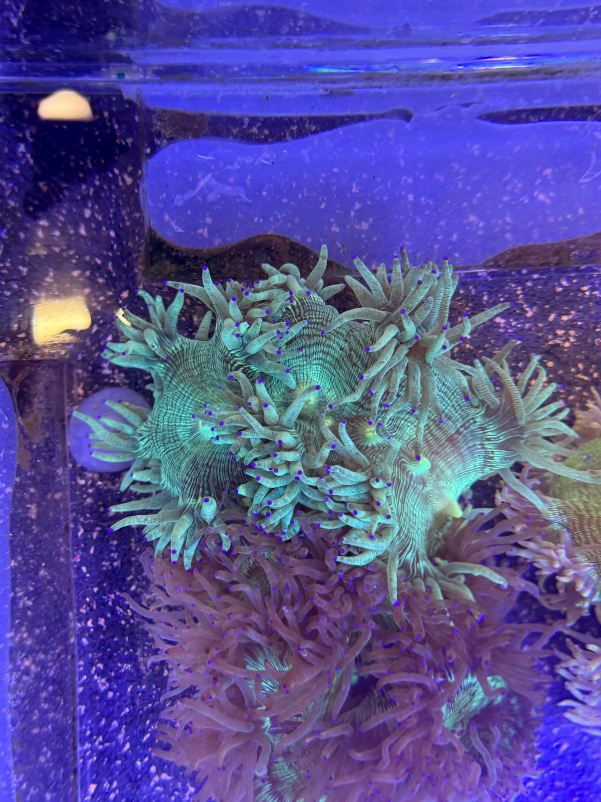 Elegance Coral - Ultra Grade