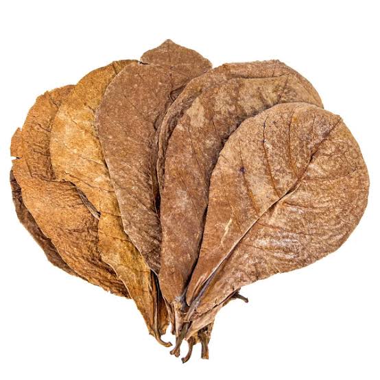 Indian Almond Leaf 10 Pack