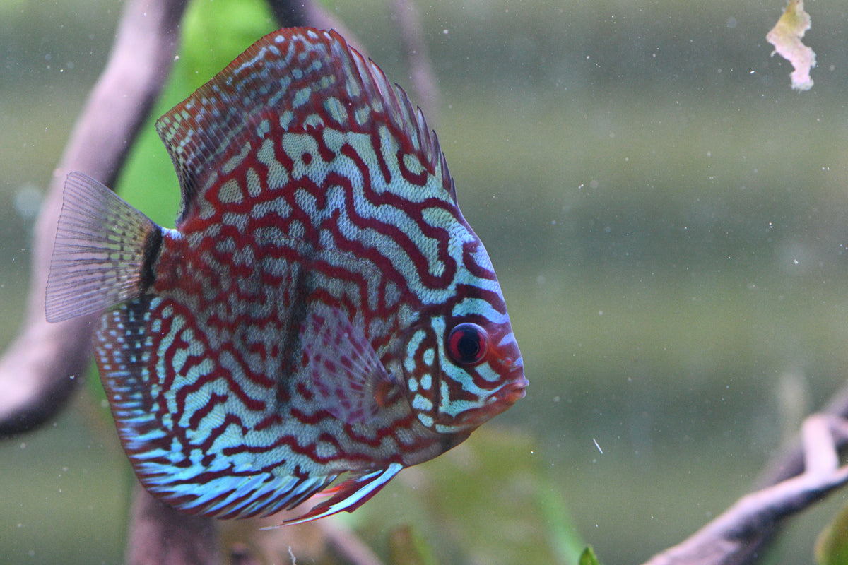WYSIWYG - Red Turquoise Discus