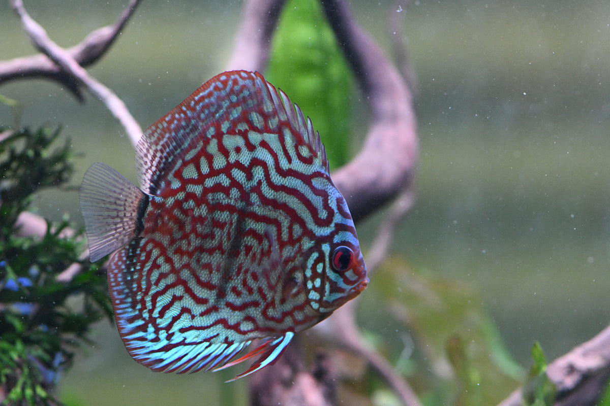 WYSIWYG - Red Turquoise Discus