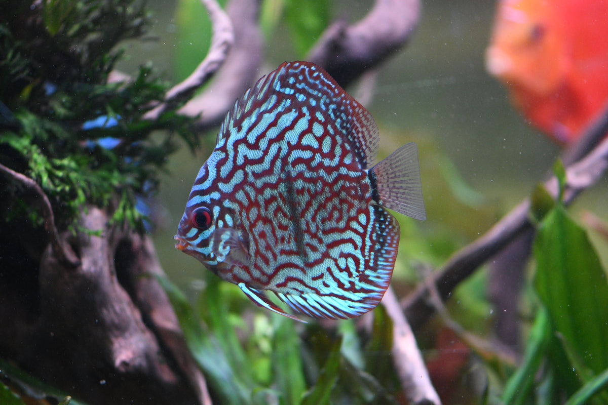 WYSIWYG - Red Turquoise Discus