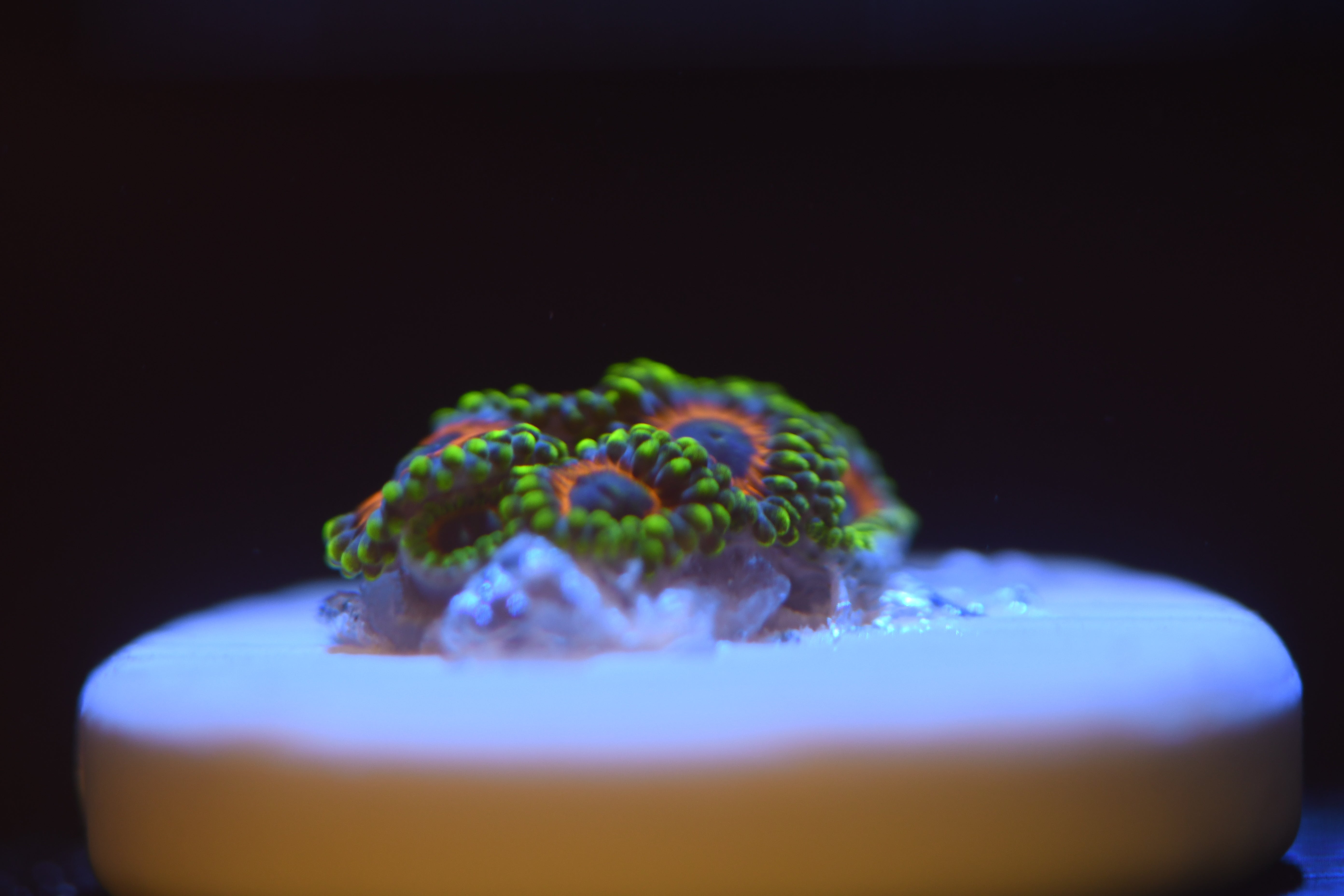 Simply Aquacultured Eagle Eye Zoa frag
