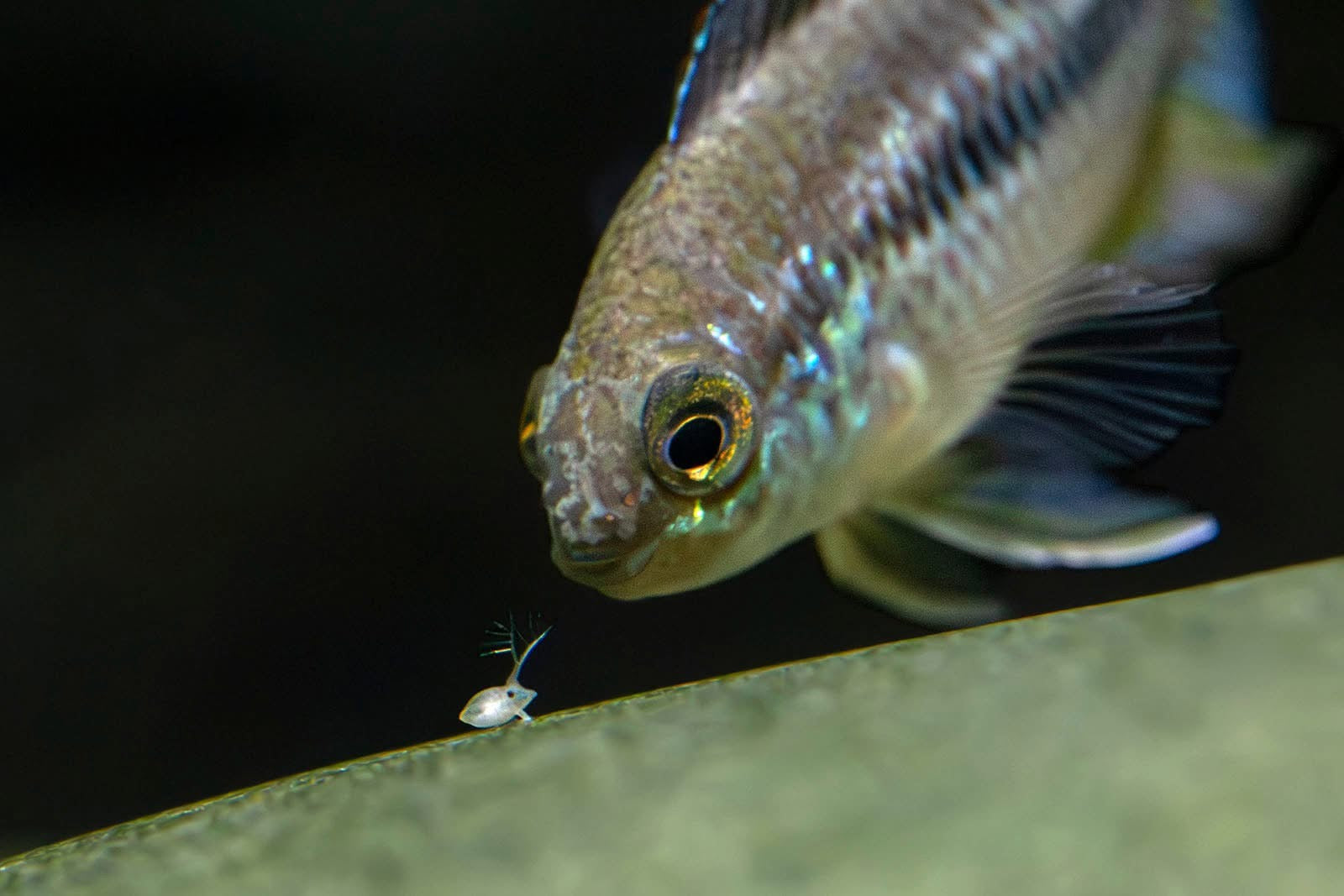 Close-up of iridescent cichlid with silver and blue sheen inspecting small micro organism on leaf against dark aquarium background