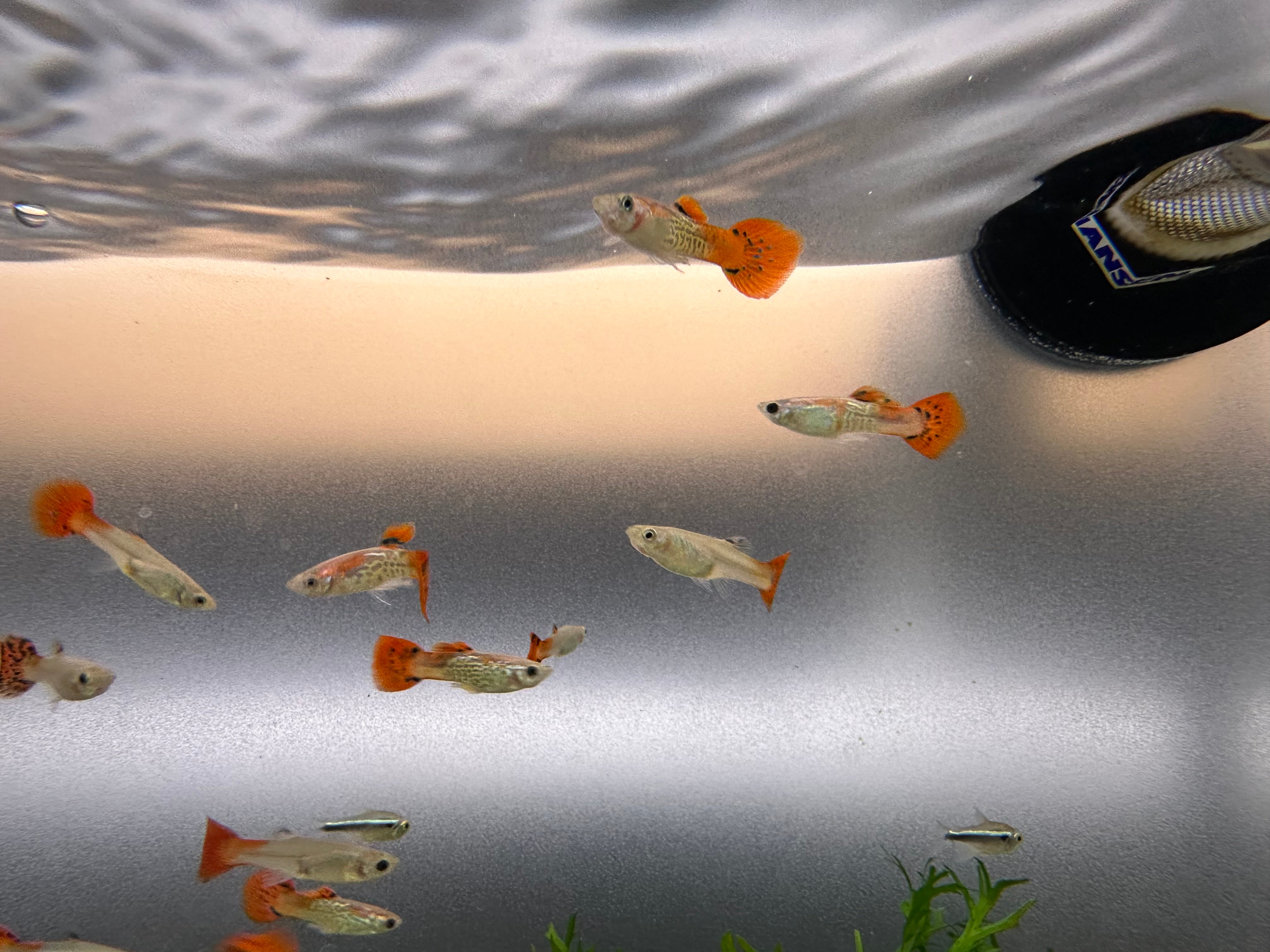Red Cobra Guppy Pair