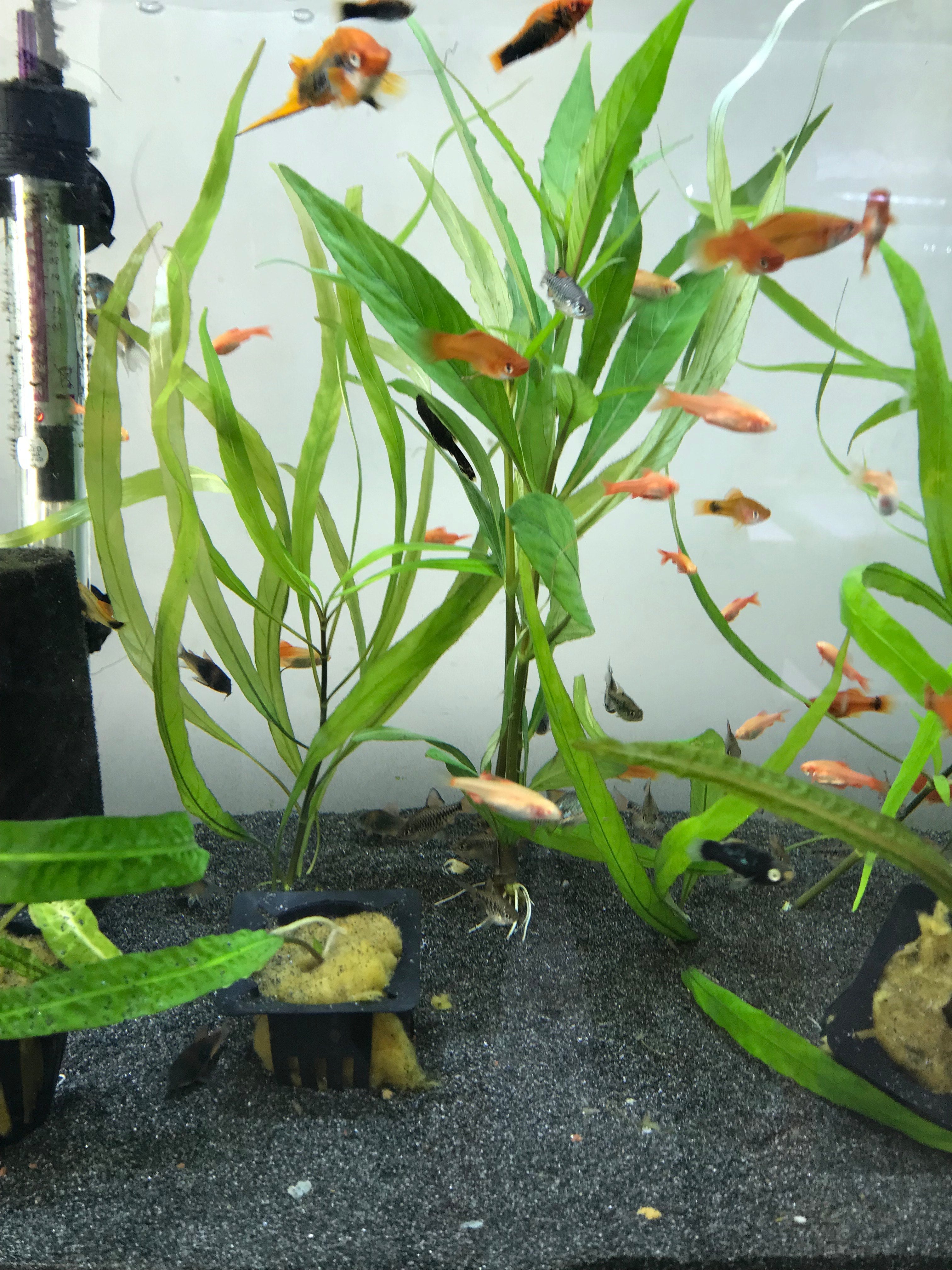 aquatic plant