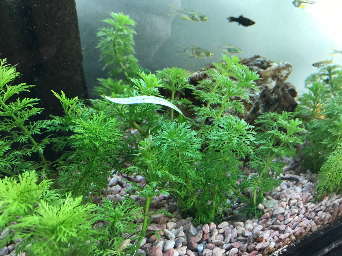 Ambulia aquatic plant