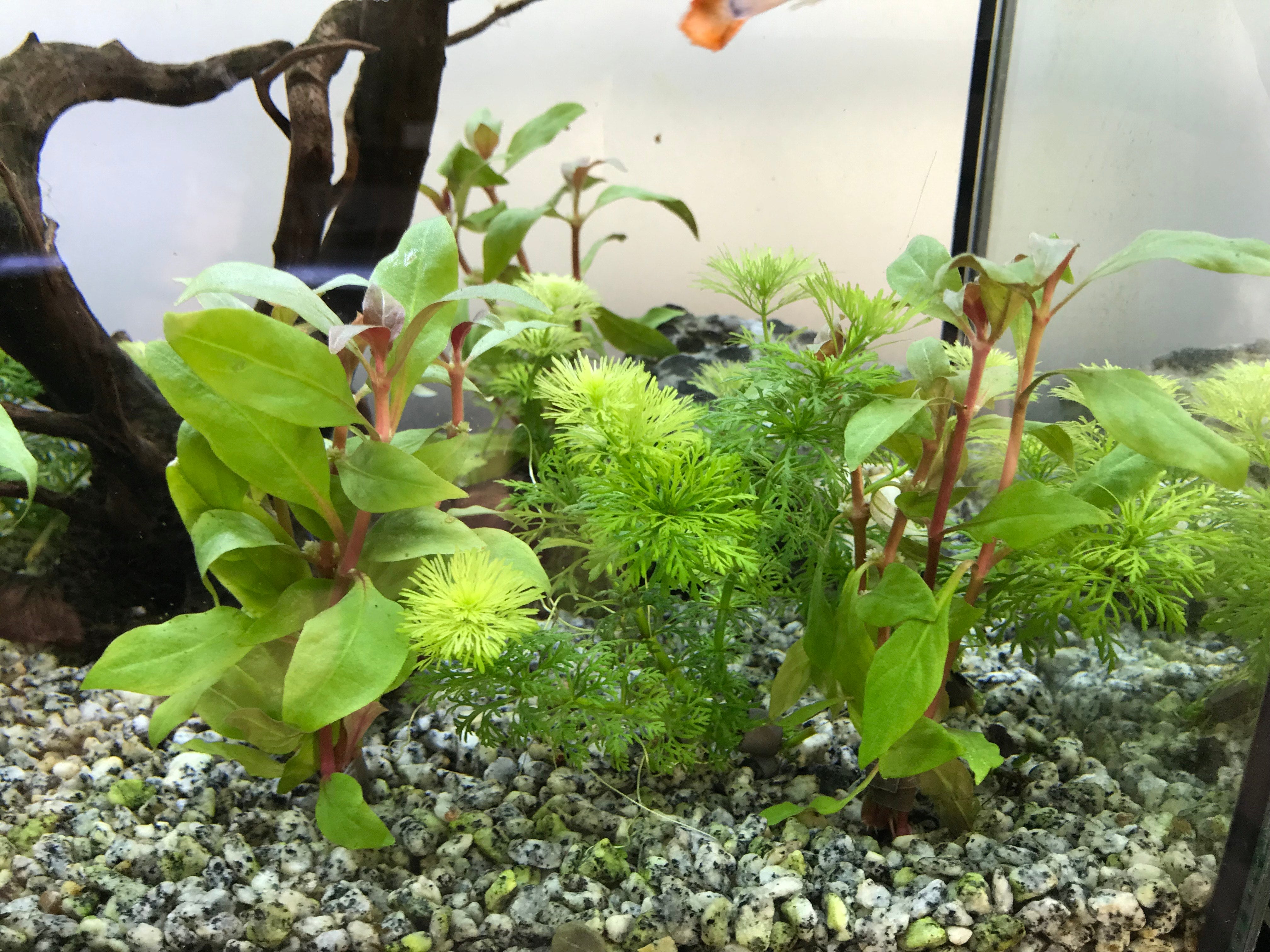 aquatic plant