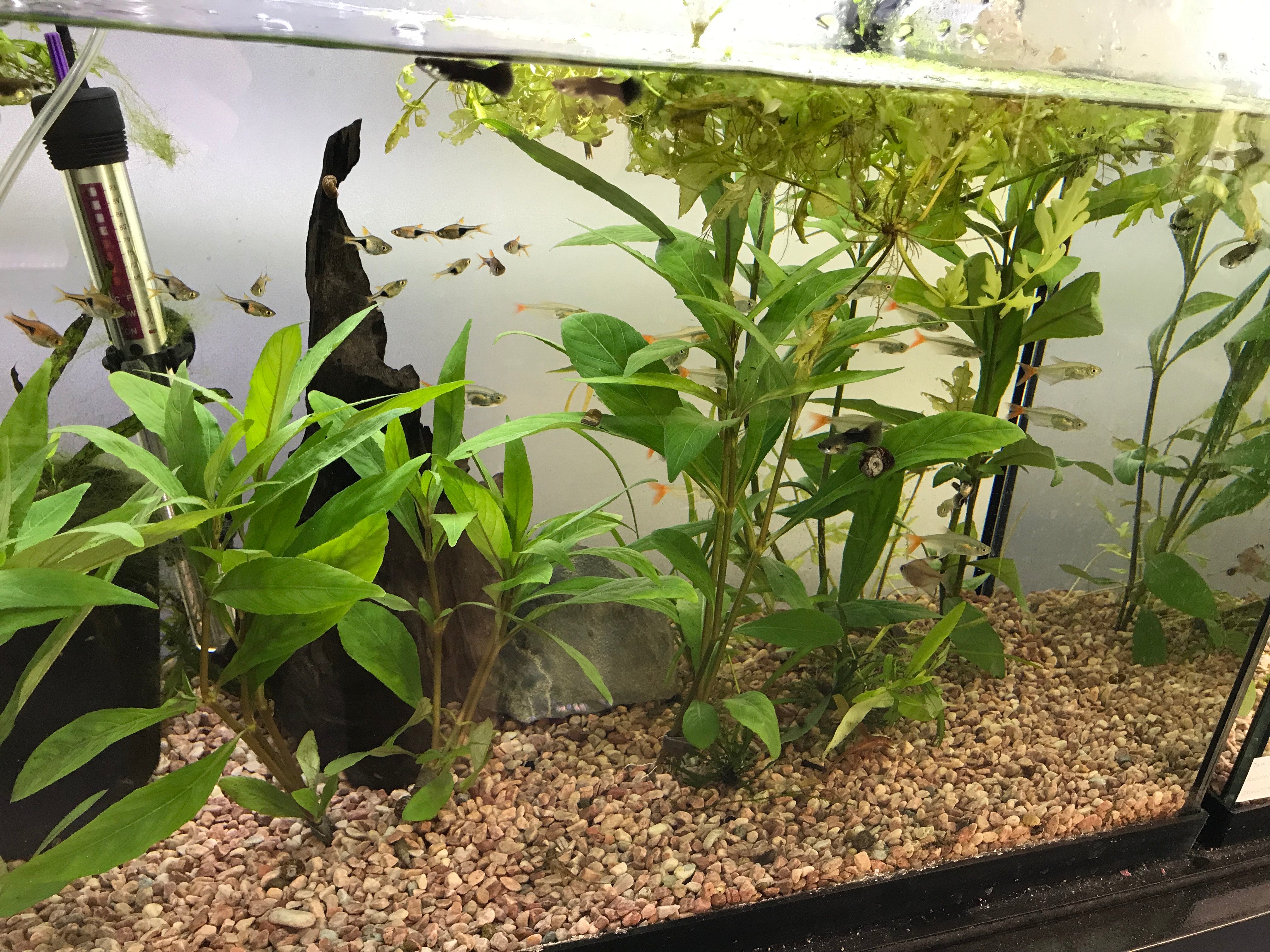 aquatic plant