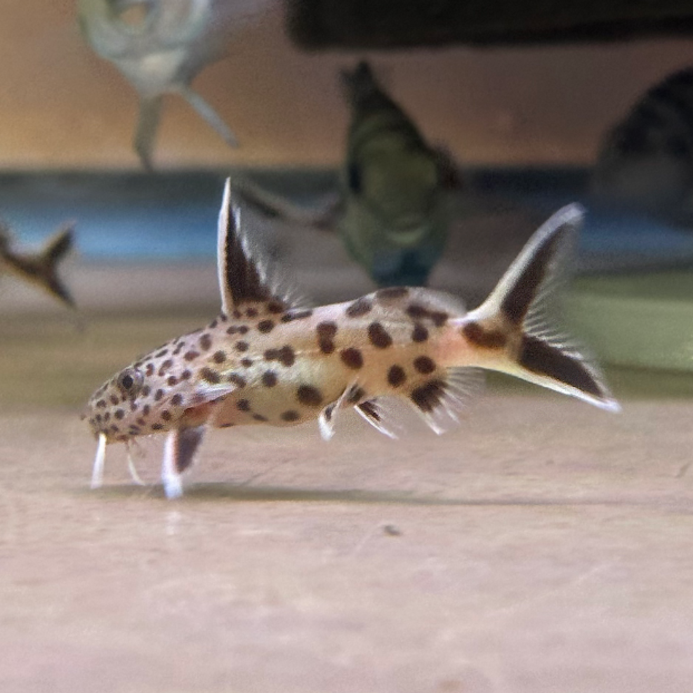 A Synodontis Petricola, also known as a Dwarf Cuckoo Catfish, with a sleek, spotted pattern and whisker-like barbels, swimming in an aquarium.