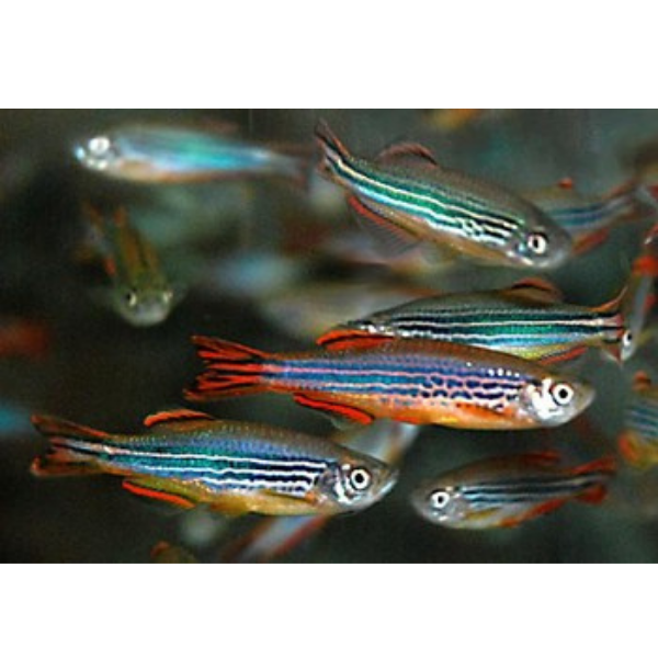 Striped Kyathit Danio
