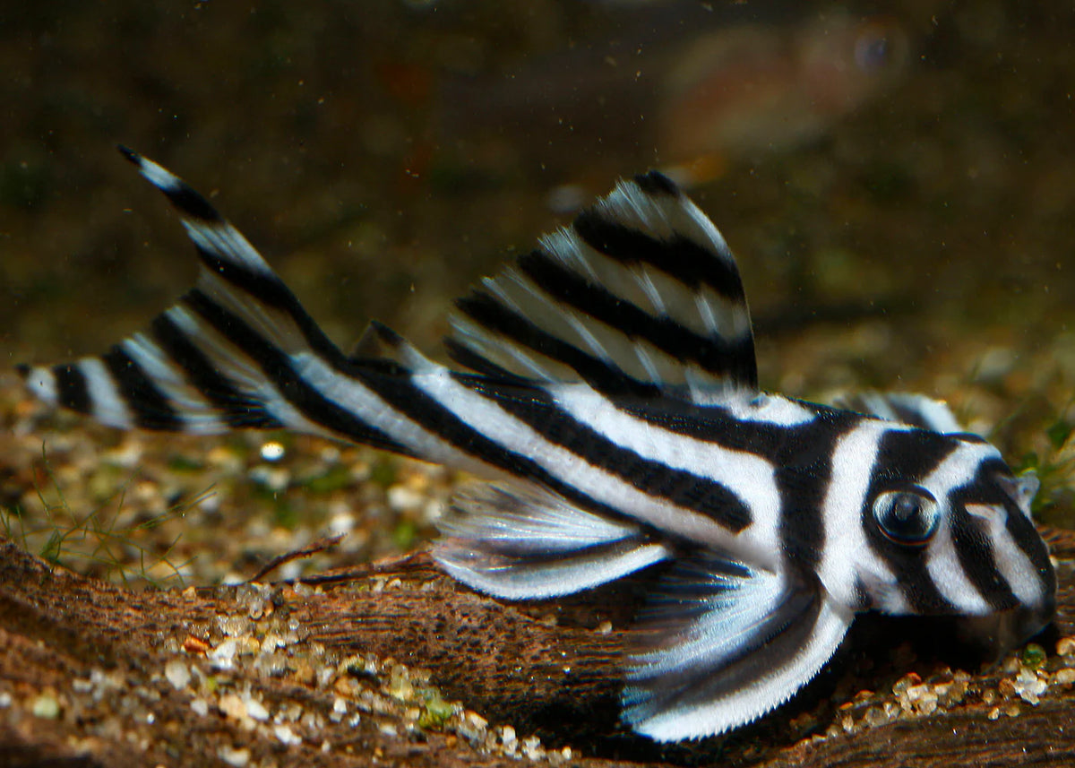 Zebra Pleco (L046)