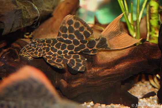 Leopard Cactus Pleco