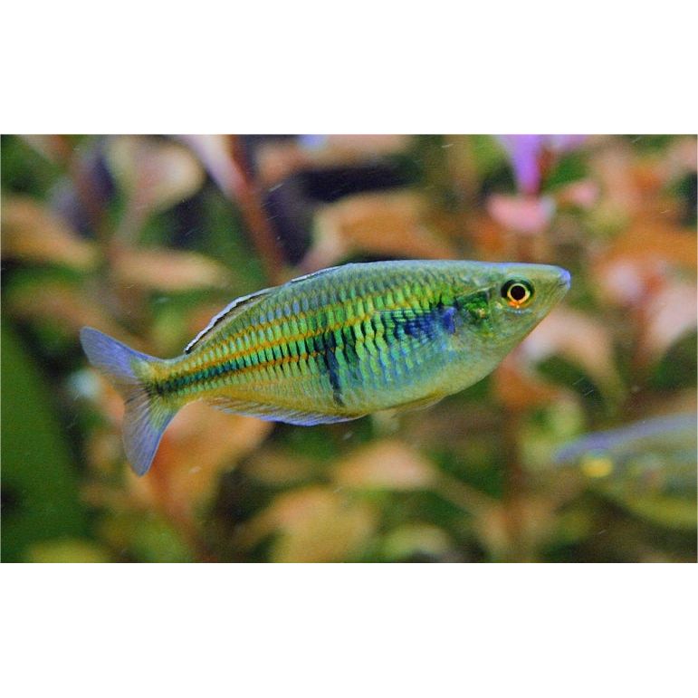 Boesemani Rainbow