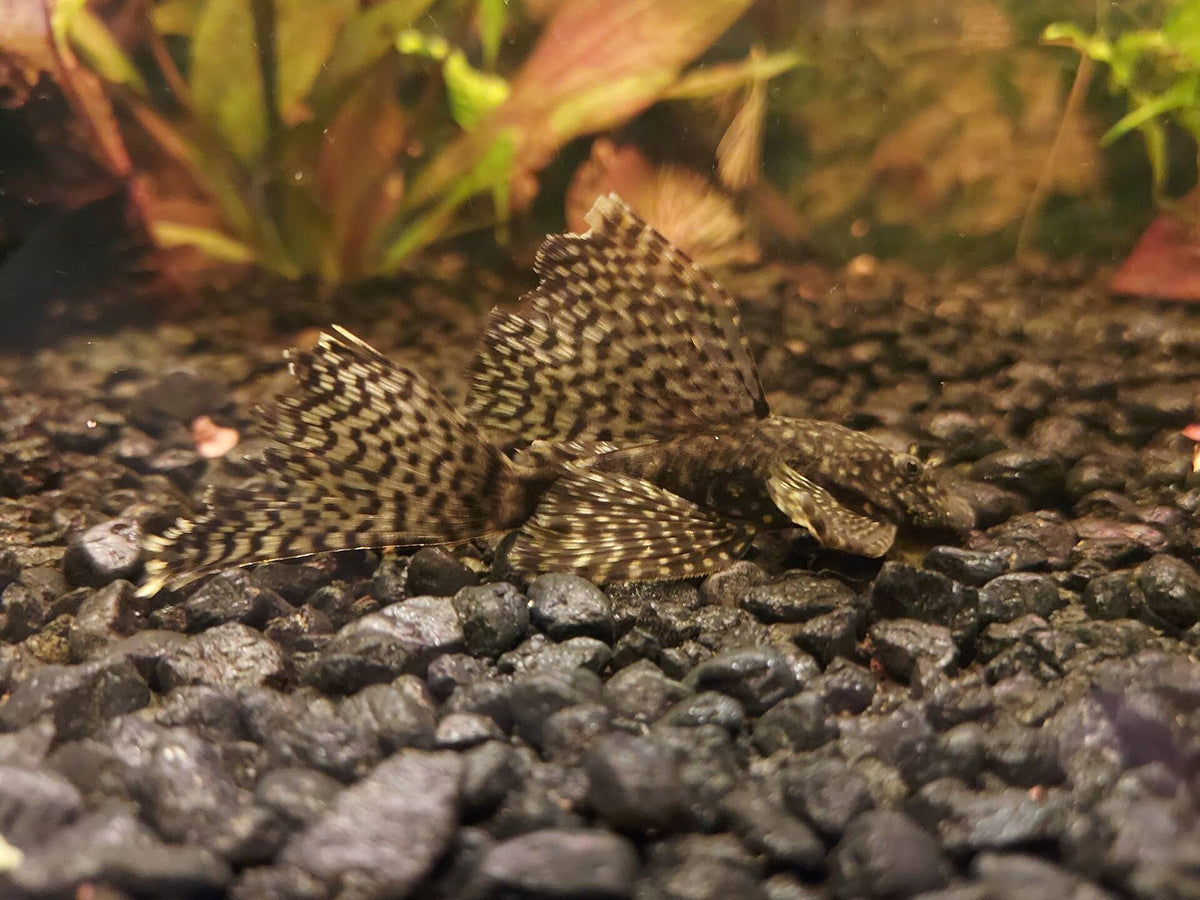 Brown Longfin Bristlenose