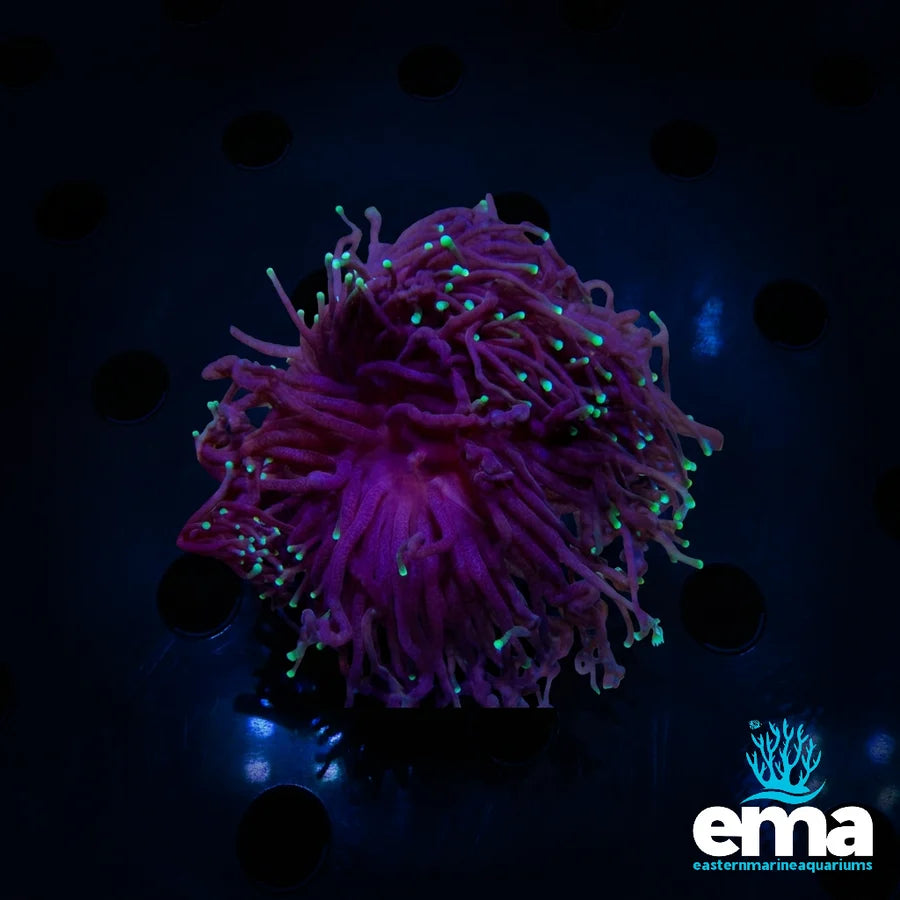 Long Tentacle Green Torch Coral