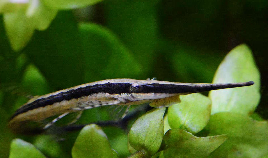Longnose Twig Catfish