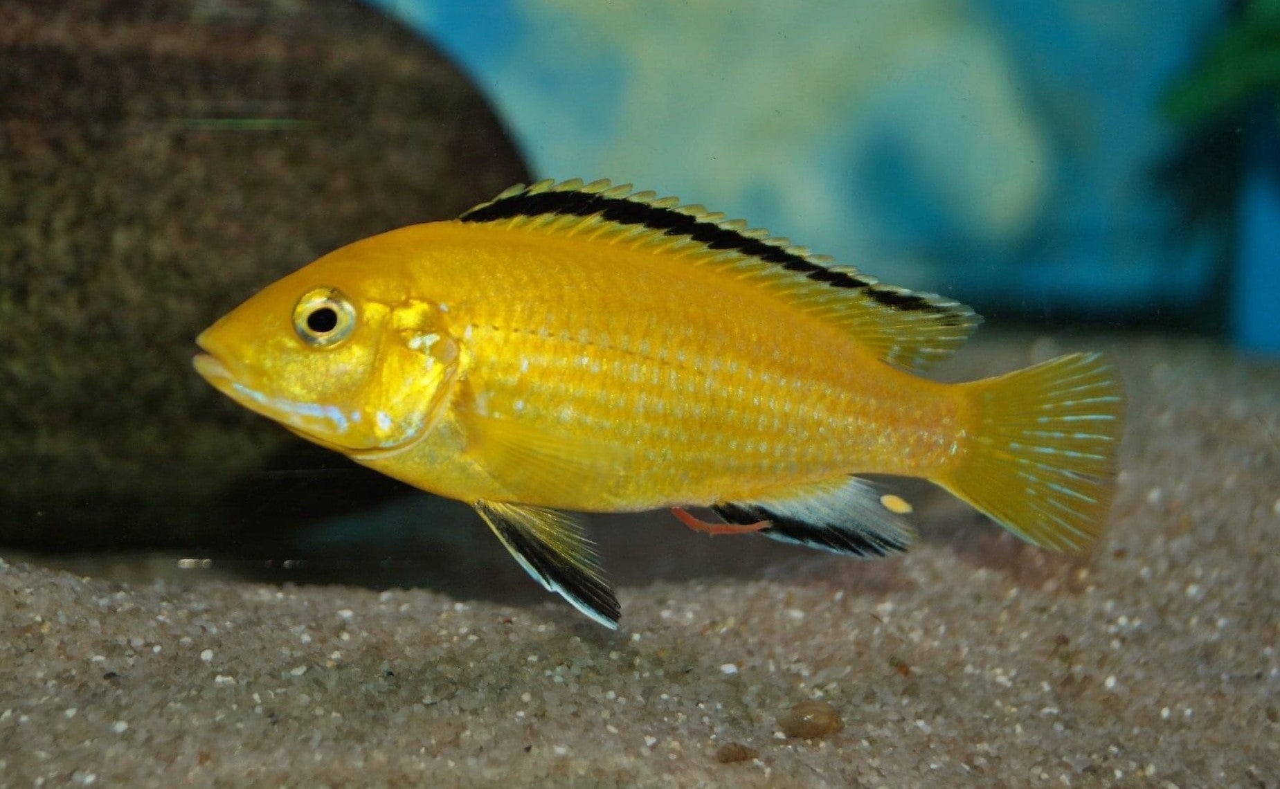 True Electric Yellow Cichlid