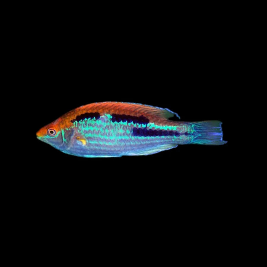 Lubbock's Fairy Wrasse (Northern Variety)