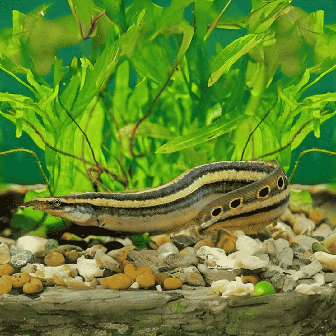 Peacock Eel