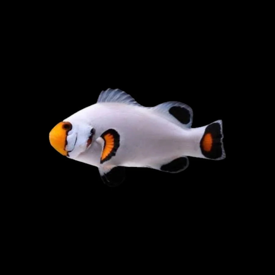 Ocellaris Platinum Clownfish