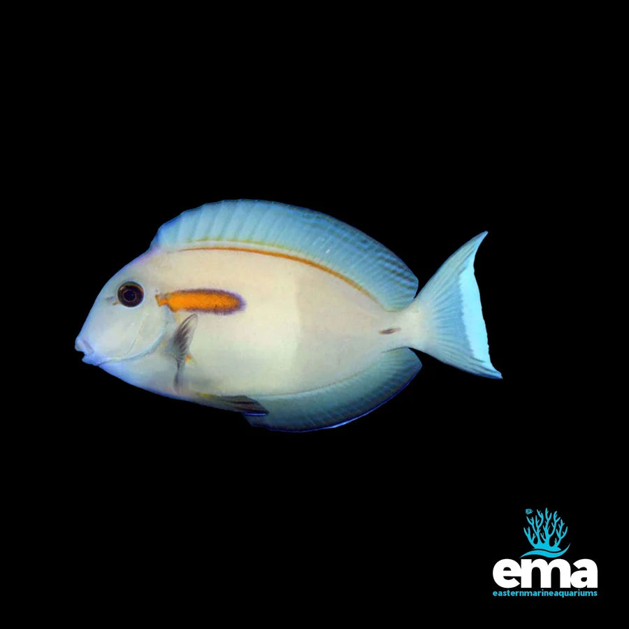 Orange Shoulder Surgeonfish - Juvenile