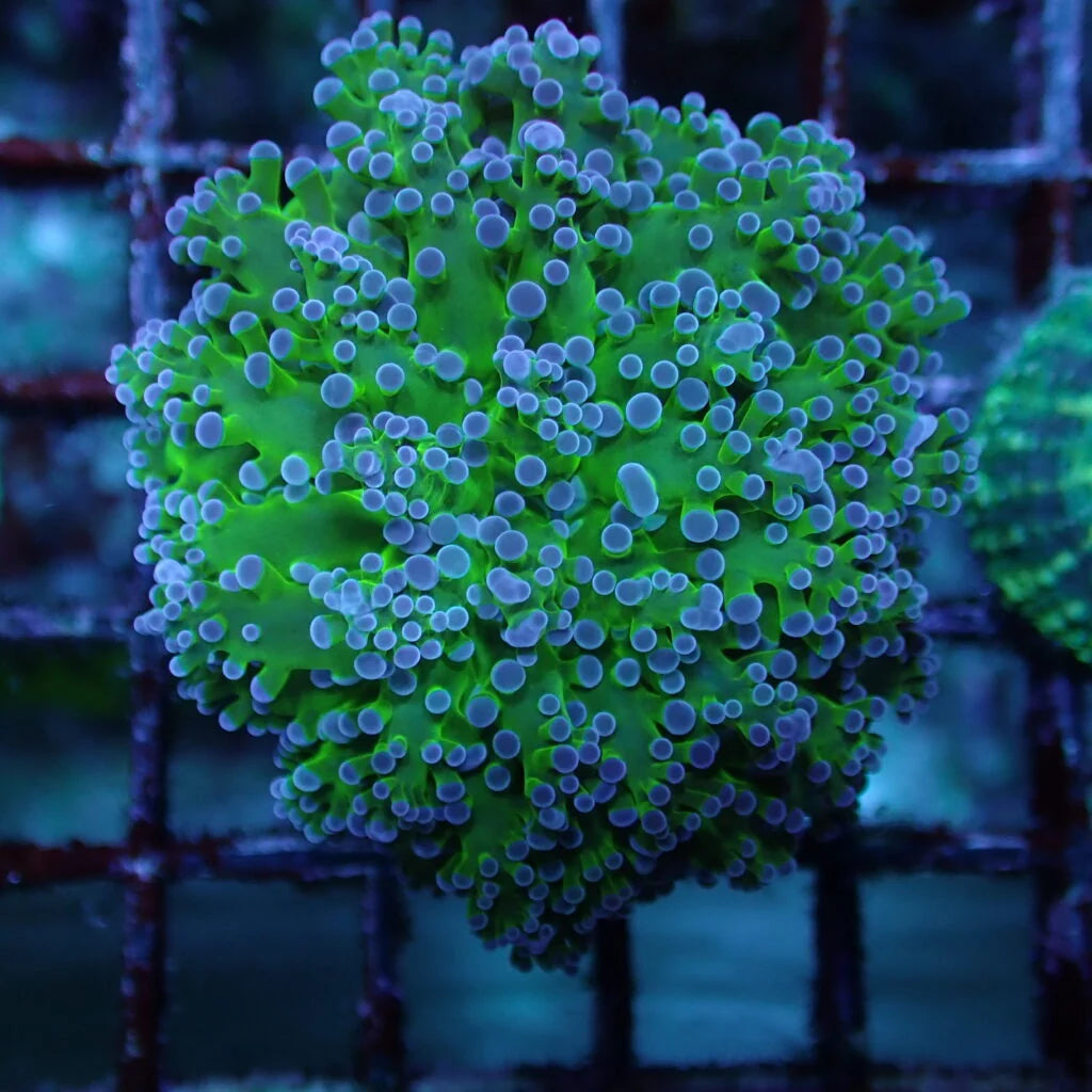 Reverse Frogspawn