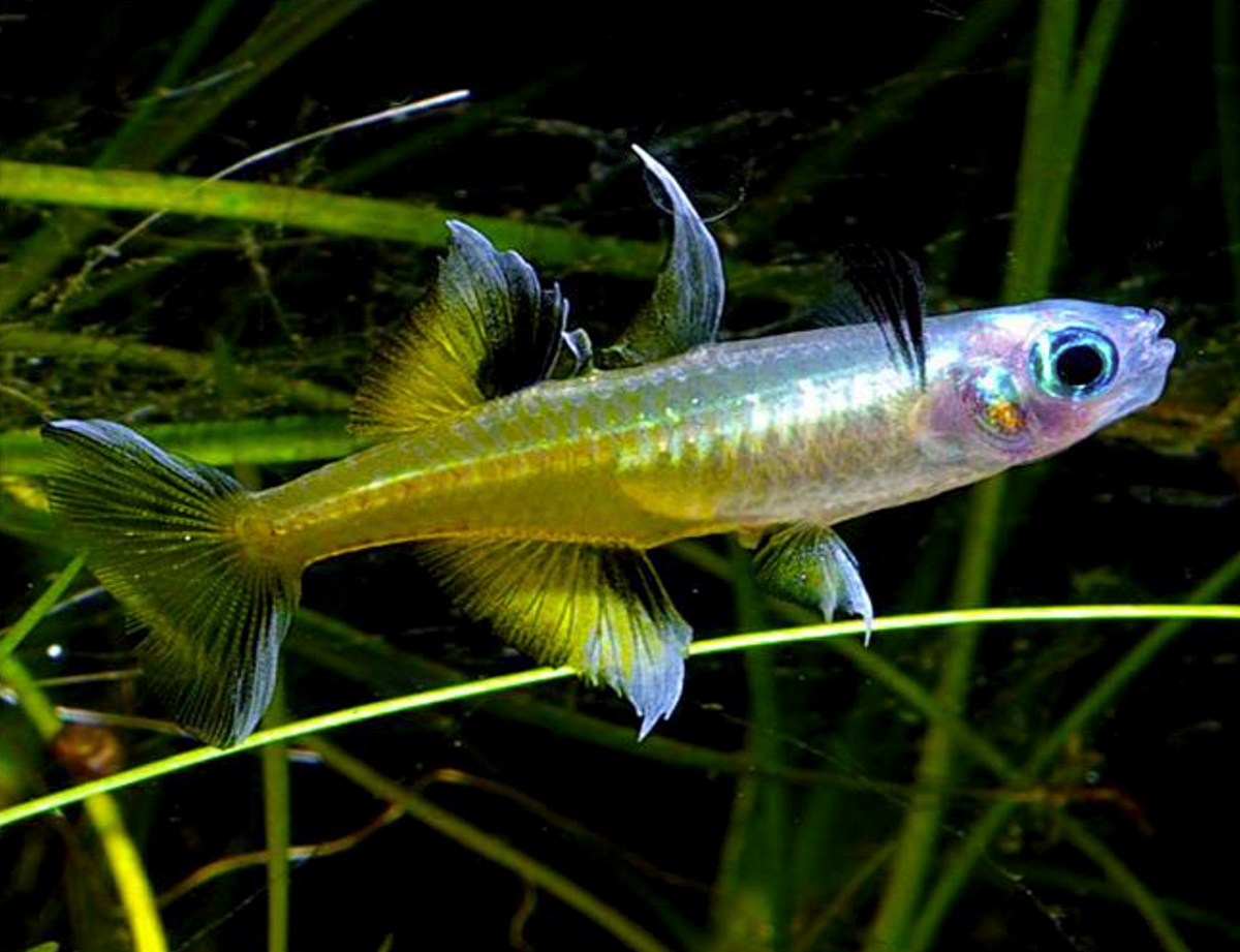 A half yellow half white rainbow fish with blue eyes and long fins swimming amongst green aquatic plants