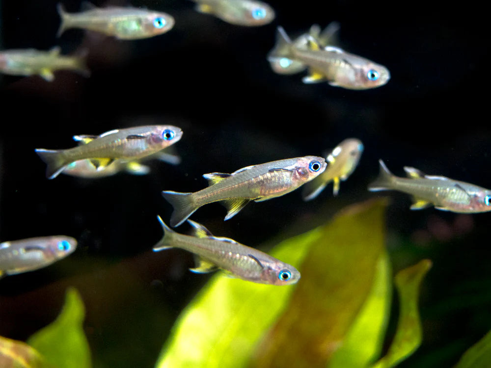 Pacific Blue Eye Rainbowfish