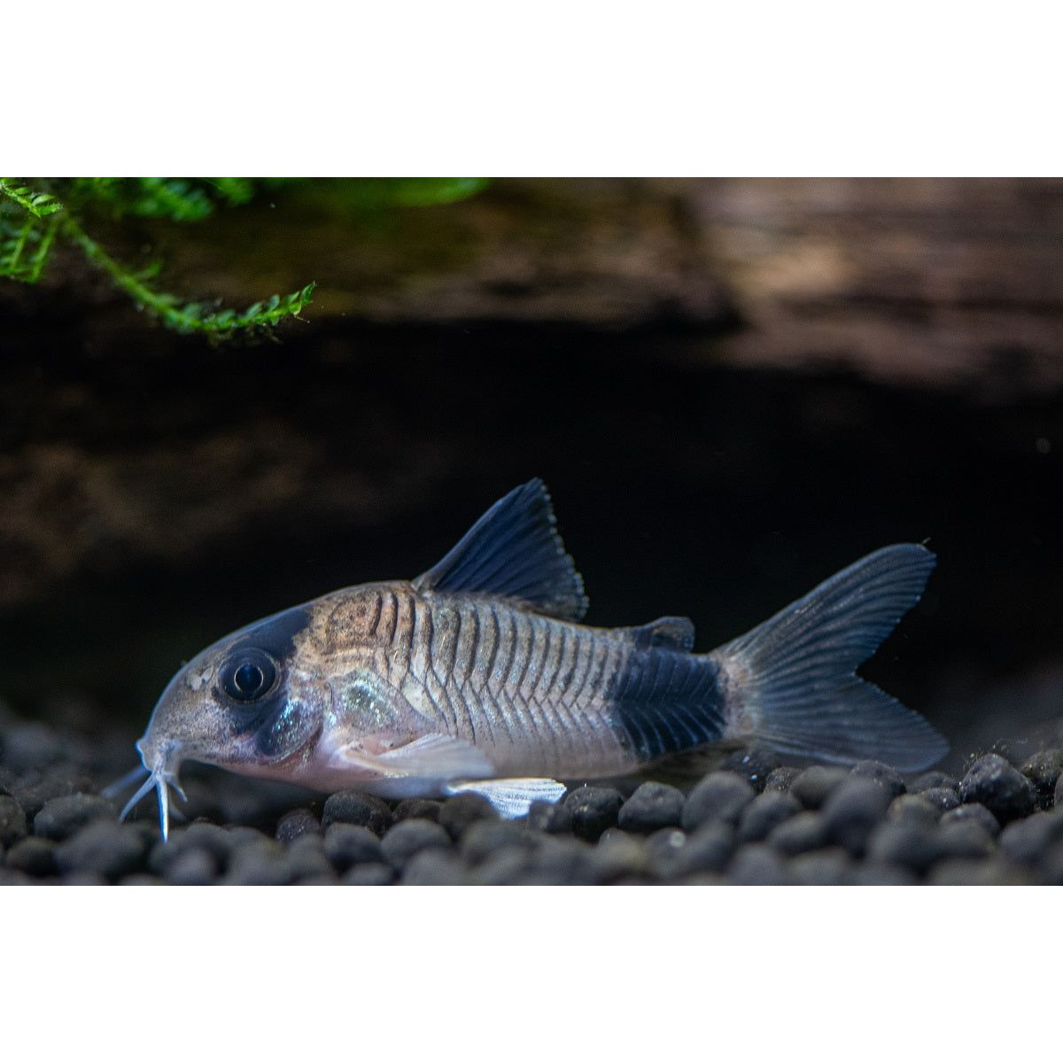 Panda Corydora