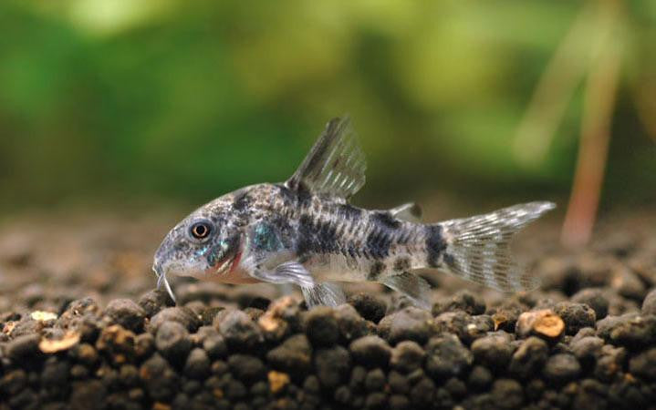 Peppered Corydoras