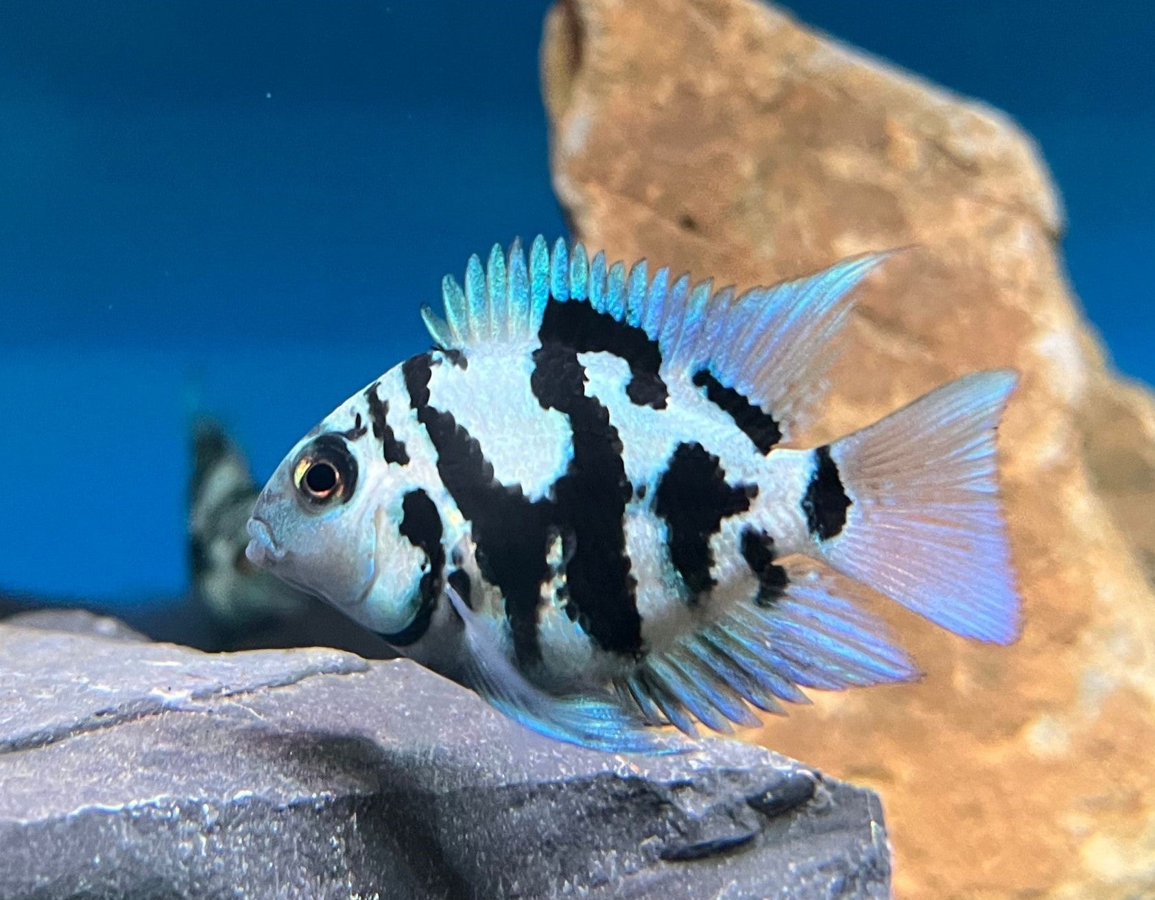 A photo of a blue polar parrot cichlid with pale blue coloration and iridescent scales, swimming near a rock in an aquarium.