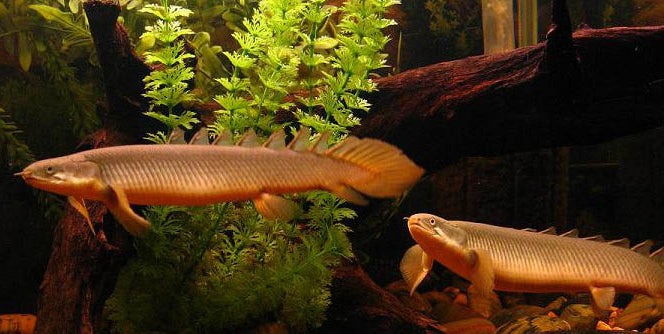 Polypterus Senegalus