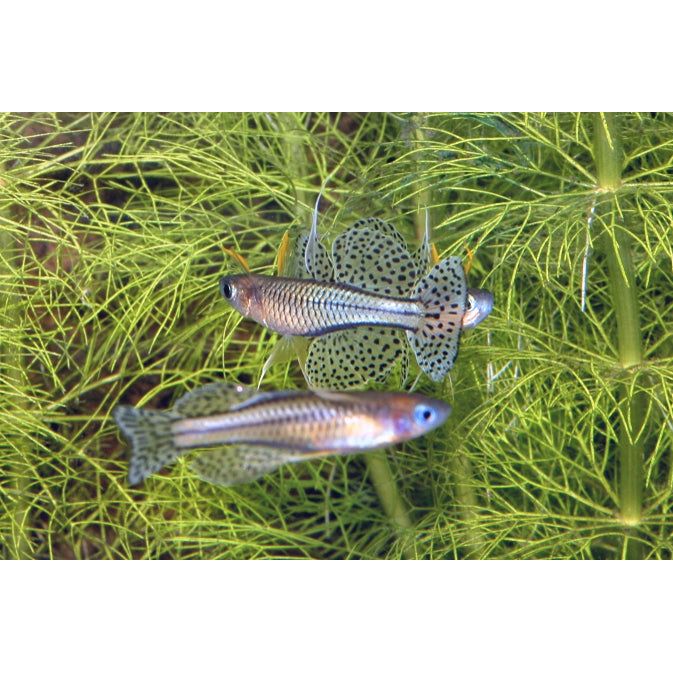 Gertrudes Blue Eye Rainbowfish (Pseudomugil gertrudae)