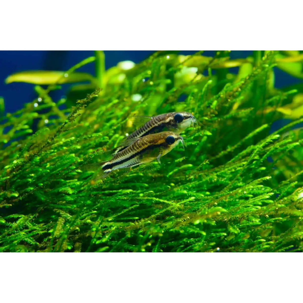 Pygmy Corydoras