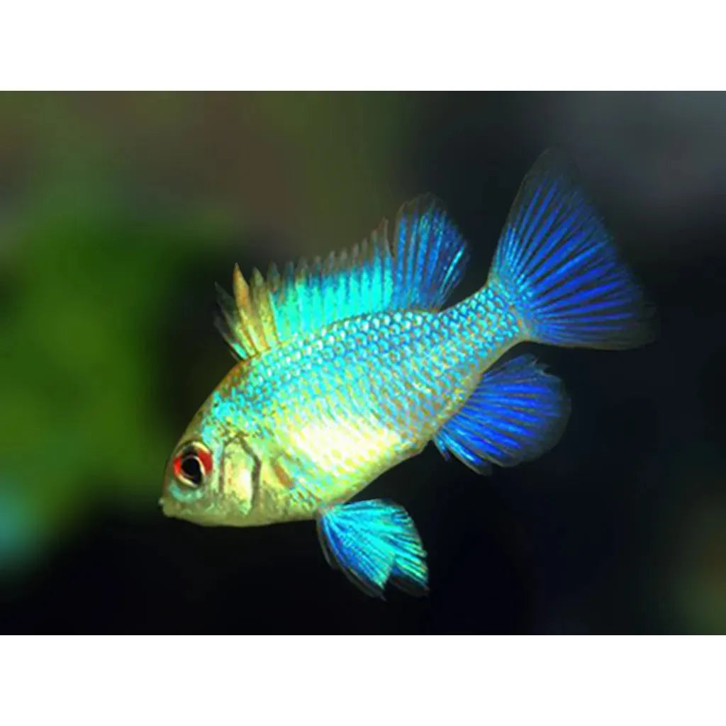 Electric Blue Ram