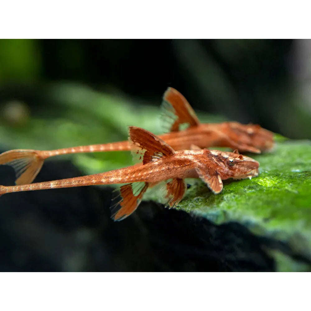Red Lizard Whiptail Catfish