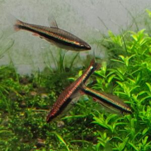 Red Beckfords Pencil Tetra