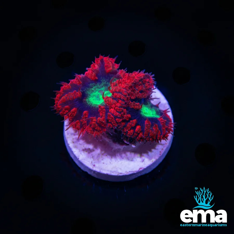 Red Blasto Fragment
