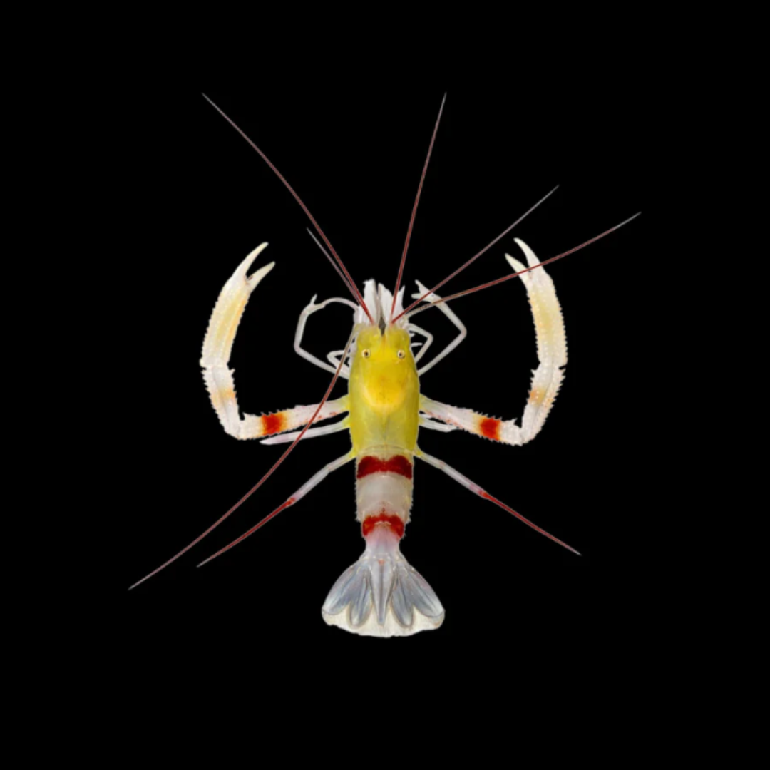 Yellow Banded Shrimp