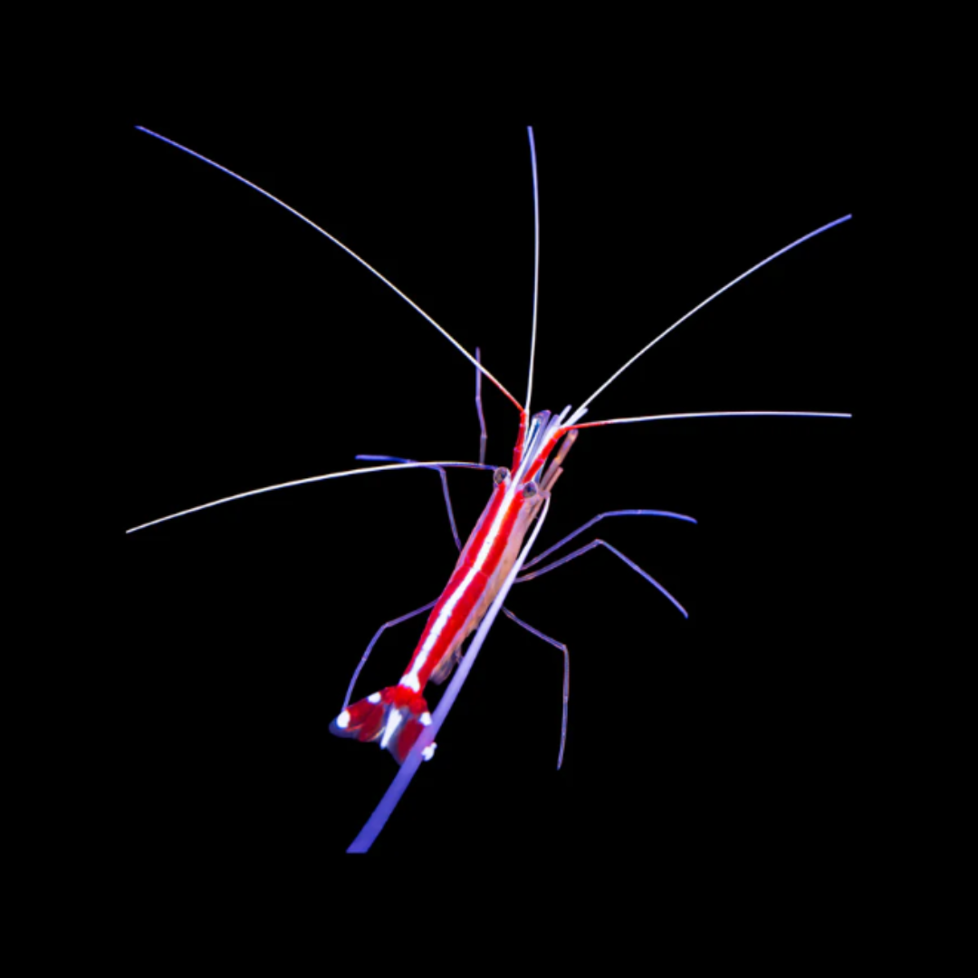 Cleaner Shrimp