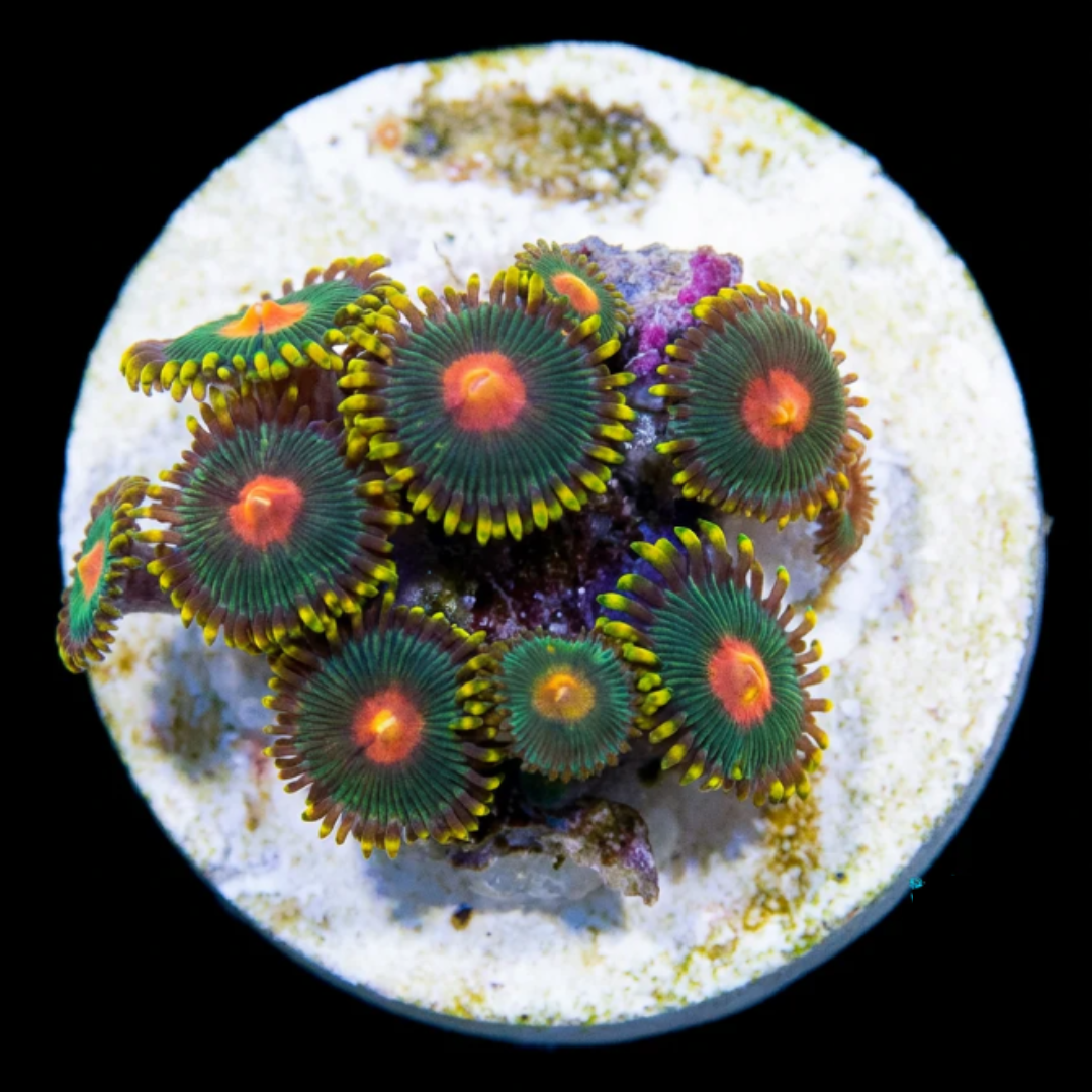 Zoanthid Fragment