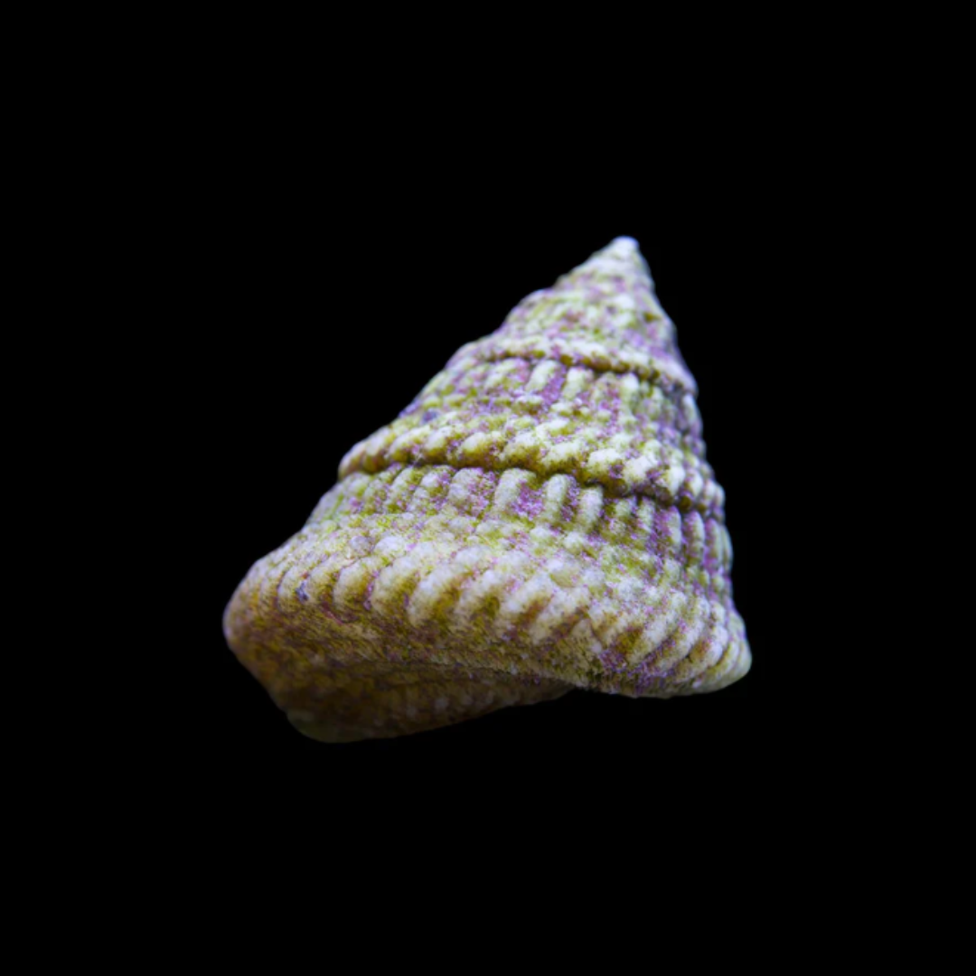 Turbo Snail