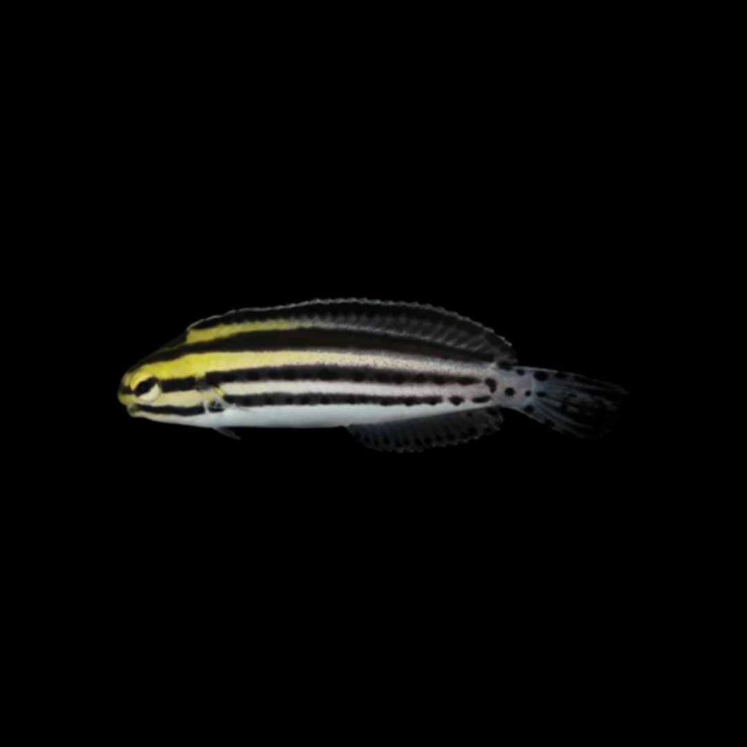 Striped Fang Blenny