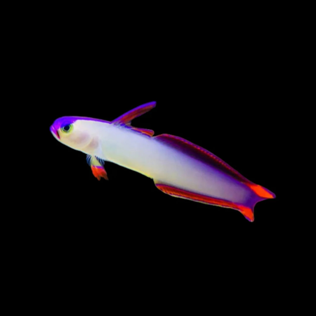 Decorated Firefish