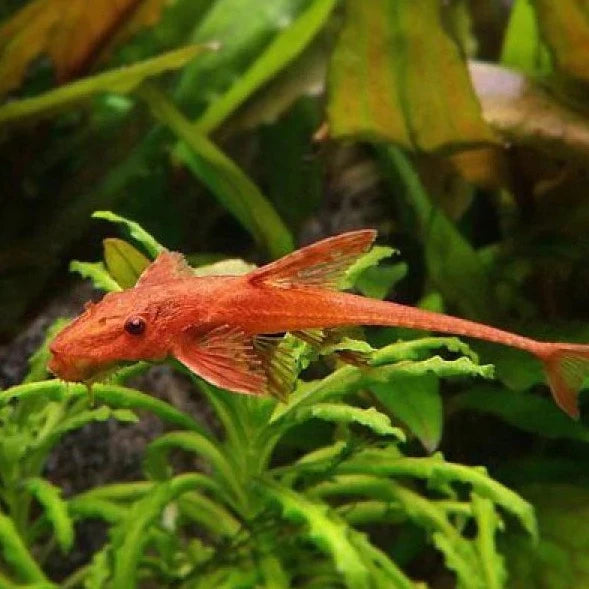 Red Lizard Whiptail Catfish